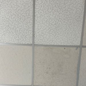 Meet your Posher, Ivy